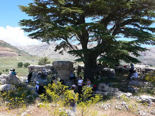 Tannourine Cedars Reserve - cedars of Lebanon